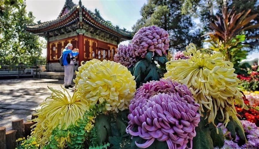 花期过后的盆栽菊花怎么养护,年后盆栽菊花开败还可以复花吗