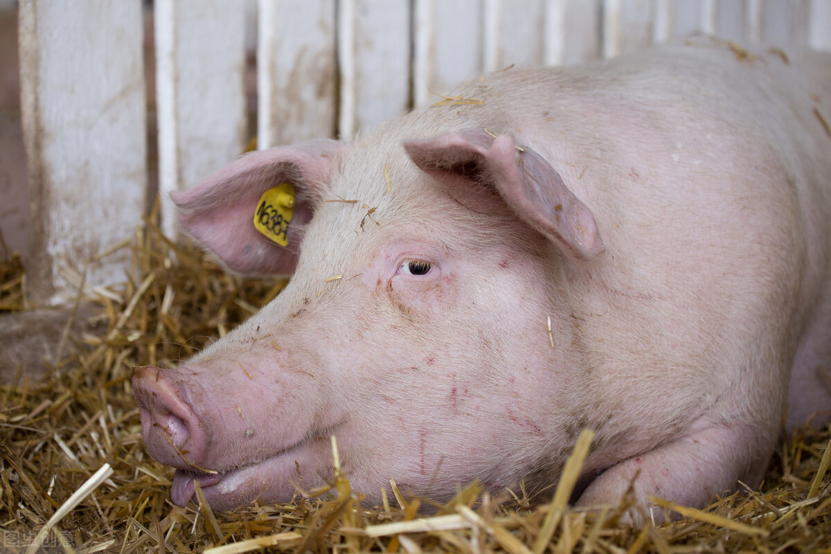 母猪产死胎的原因,怎么预防母猪产死胎