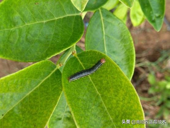 蓝莓常见虫害,蓝莓虫害及防治措施怎么写