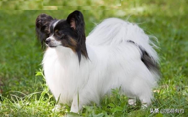 蝴蝶犬有黑白色吗,蝴蝶犬有折耳的吗