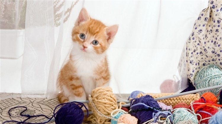 眼屎突然多且黄还粘稠怎么处理,猫咪眼屎特别多