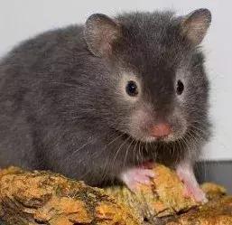 仓鼠种类大仓鼠,仓鼠的详细资料仓鼠的种类