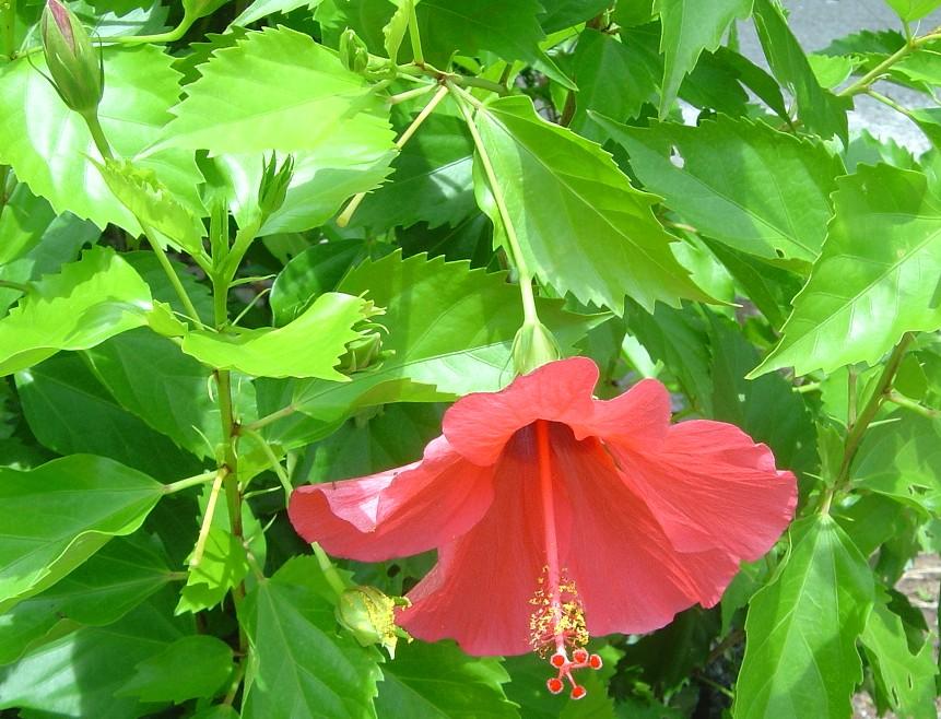 盘点世界各国国花你最喜欢哪种,世界各国国花大全及寓意图片