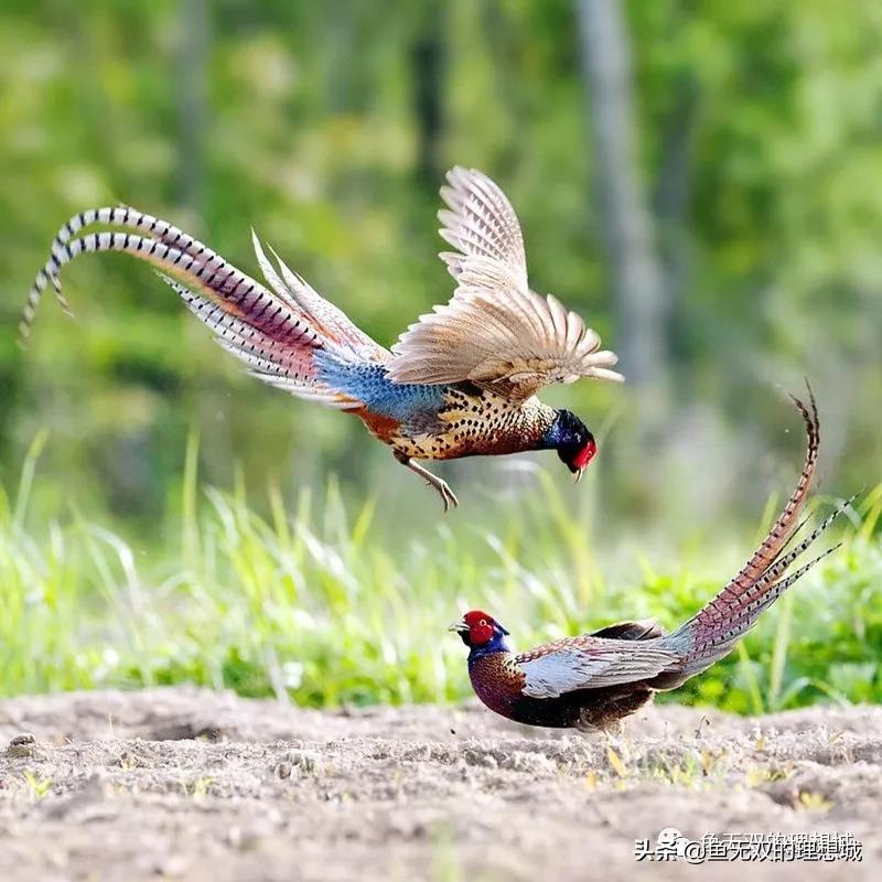 楸艰鏁呬簨,瀵撹█鏁呬簨娓斿か瀵归奔鍚瑰摠