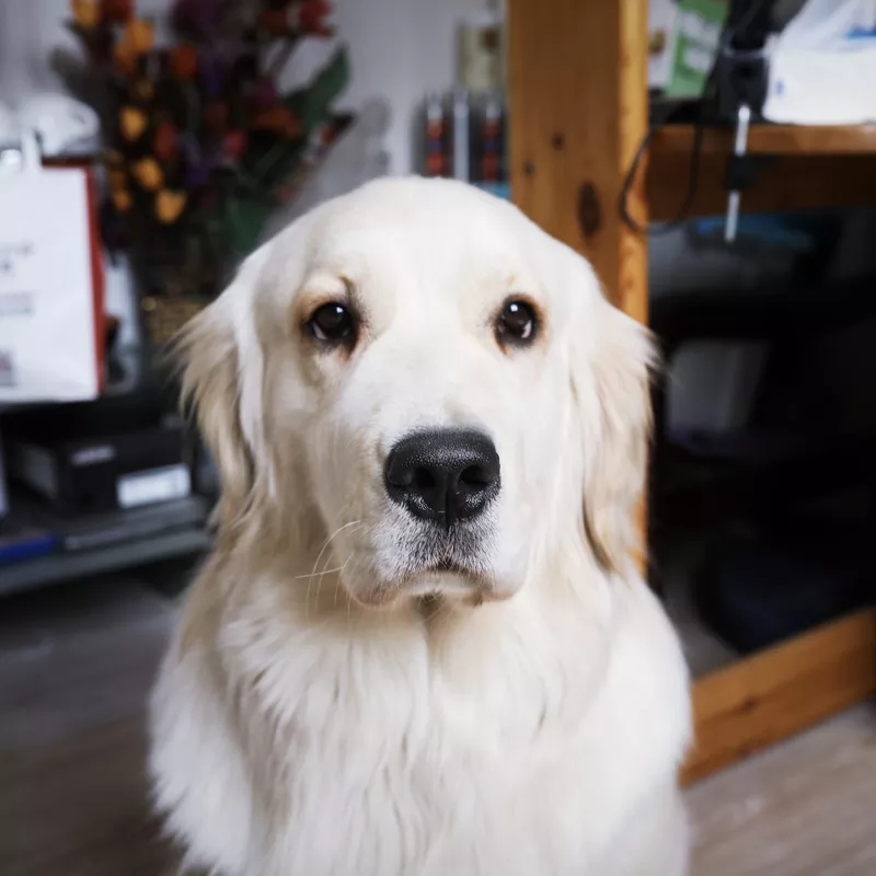 最好养的狗狗是哪种狗狗,最适合养的狗狗前十名