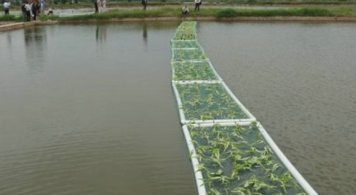 水空心菜江西苗,水空心菜苗四川