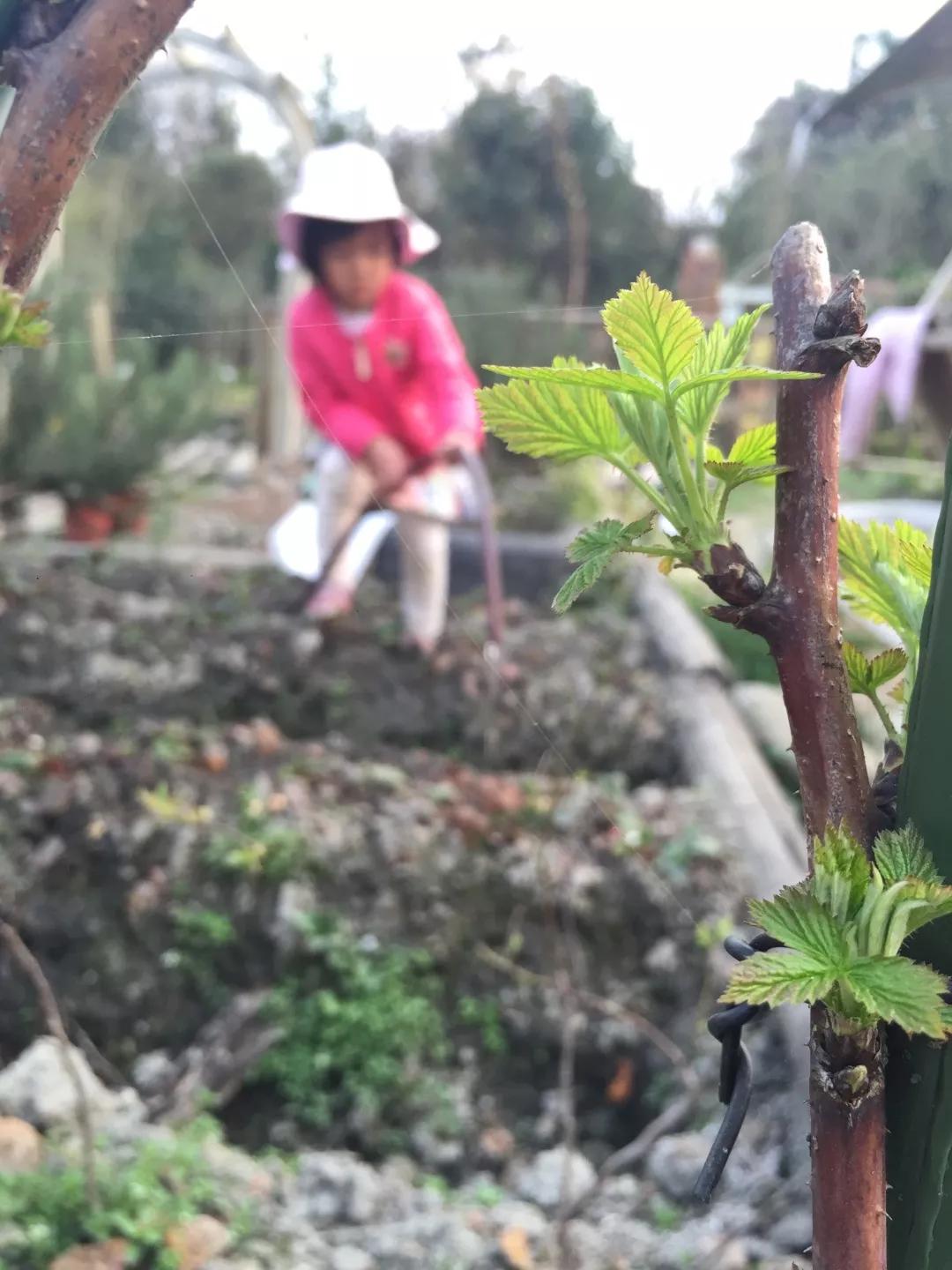 建一座完全不打药的生态花园,所有生命在这里和谐共处,值得收藏