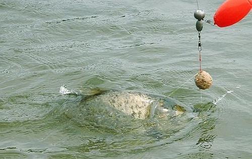 海竿串钩怎么钓最灵活图解,海竿串钩的正确钓浮使用方法