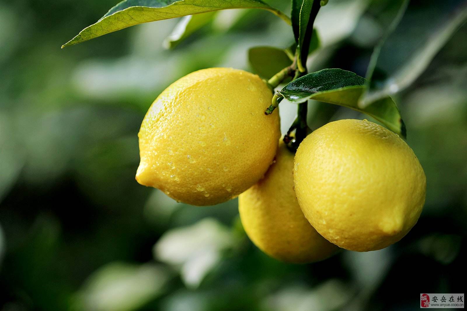 柠檬的食用价值,柠檬的营养价值与功效