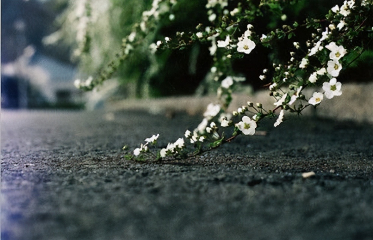 她为了事业放弃爱情,她为爱放弃事业却遭漠视