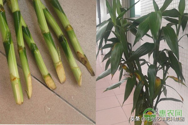 富贵竹杆发黄怎么急救视频,富贵竹叶子发黄怎么救