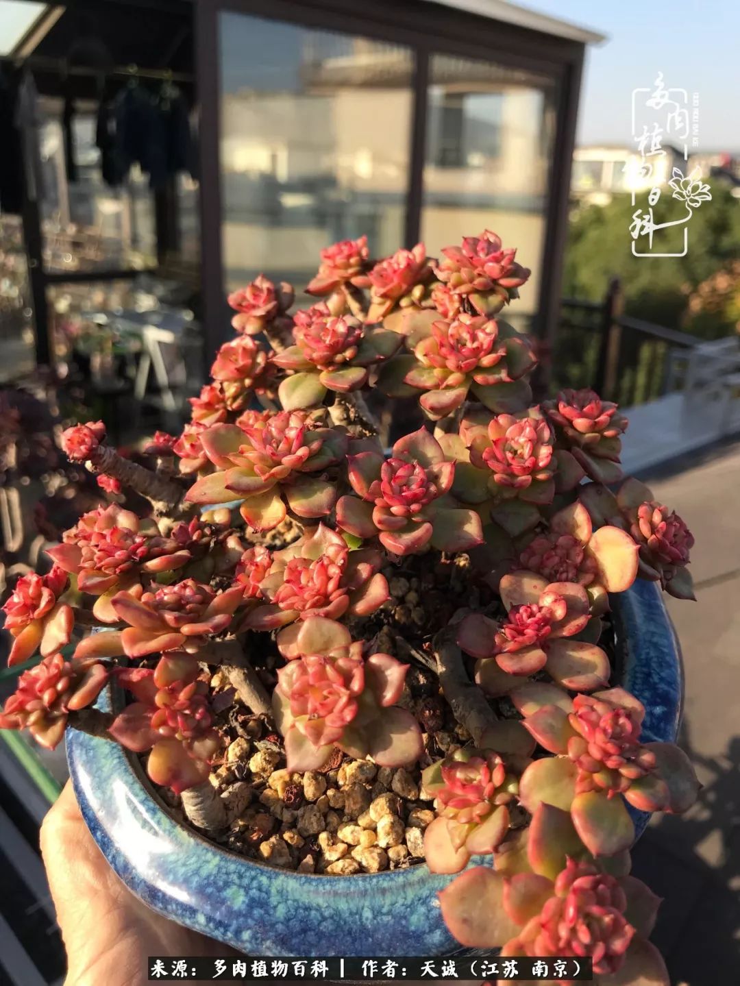 鍙拱瀵圭殑涓嶄拱璐电殑灏忔牱,鍙拱瀵圭殑涓嶄拱璐电殑鍥剧墖灞曠ず