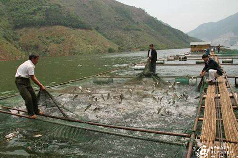 一亩鱼塘养殖草鱼一年收入,一亩鱼塘养殖黄骨鱼可以赚多少钱