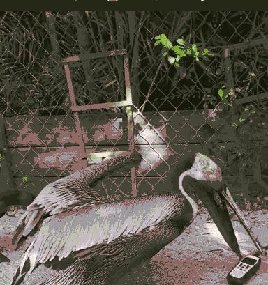 鹈鹕的网红之路：万物皆可吞,万物皆可吞的鹈鹕