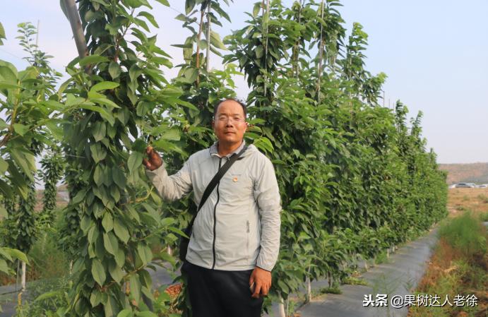 樱桃树如何正确种植,樱桃好吃树难栽真的就这么难么