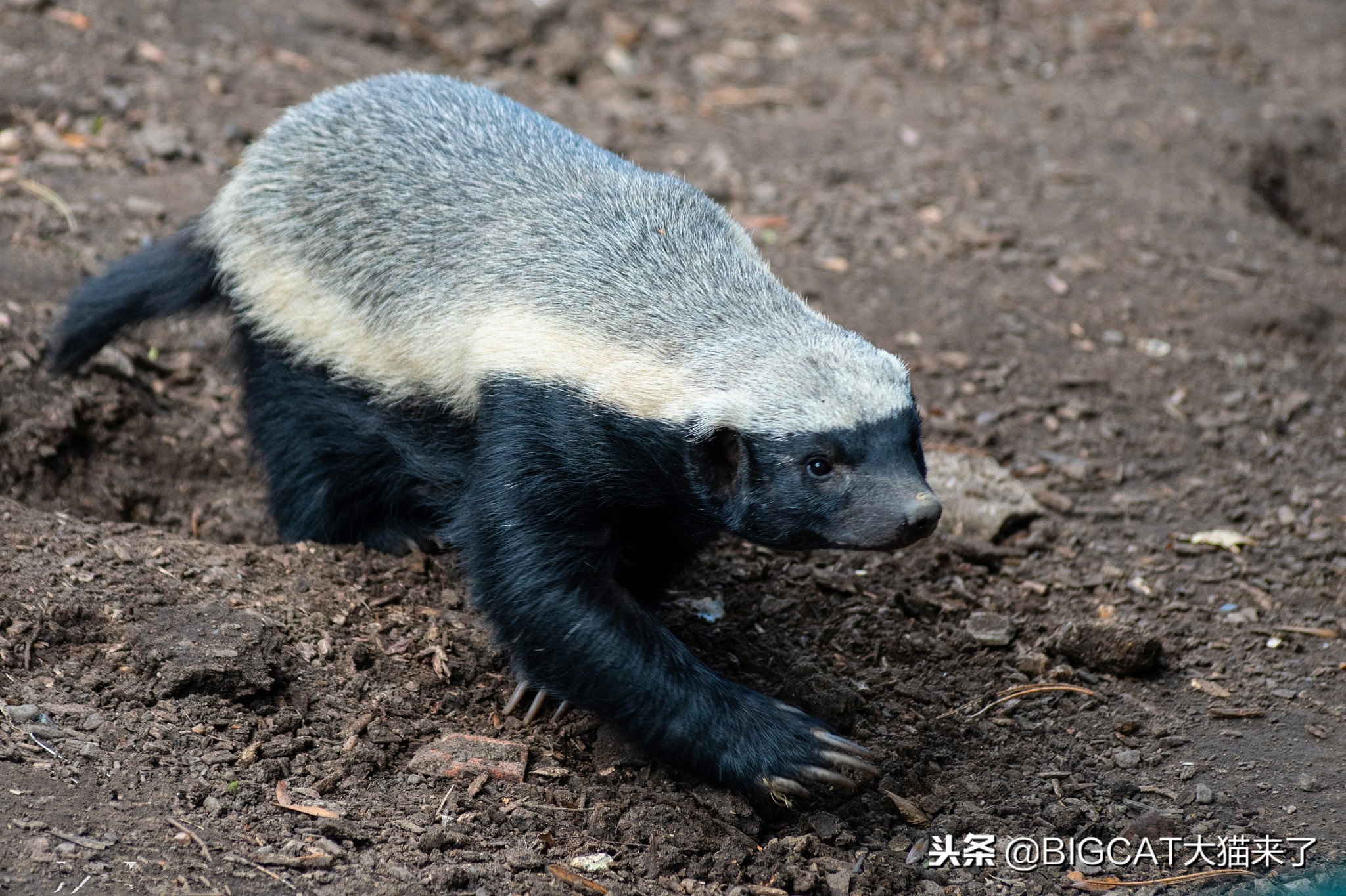 狮虎兽与史前猫科对比,比老虎还壮的史前猫科动物