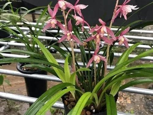 最好养的兰花四季兰,最好养的兰花四季兰品种