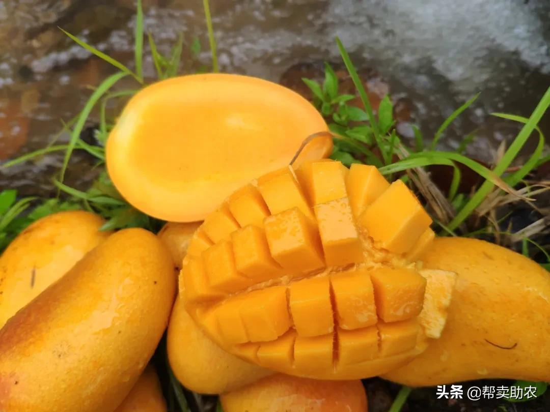 小台芒香甜滑嫩甜而不腻,台芒香甜多汁2.5斤