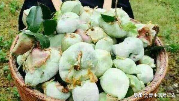 吃过这八种野果说明你真是农村人,农村常见的八种野果你吃过几种