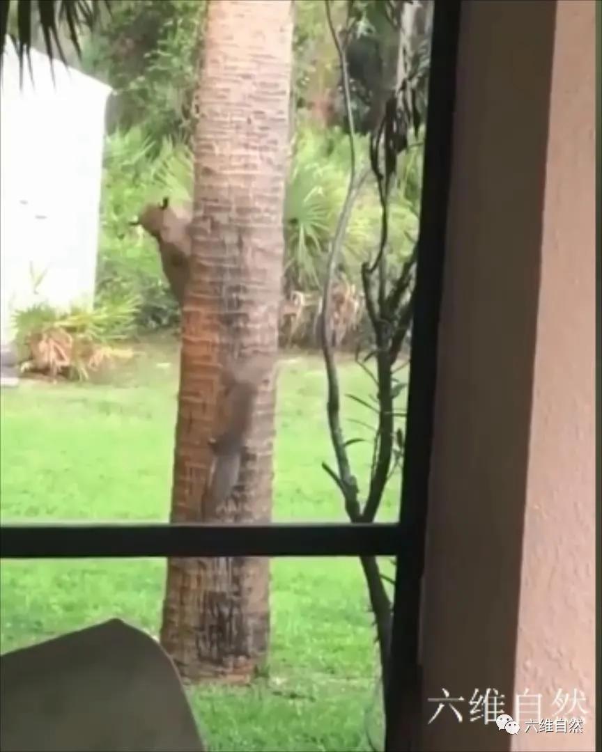 国外一只松鼠逃跑过程,国外一只松鼠逃跑