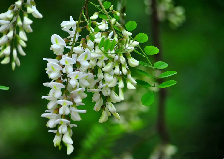 哪种野菜不适合孕妇吃,有中药成分的野菜孕妇可以吃吗