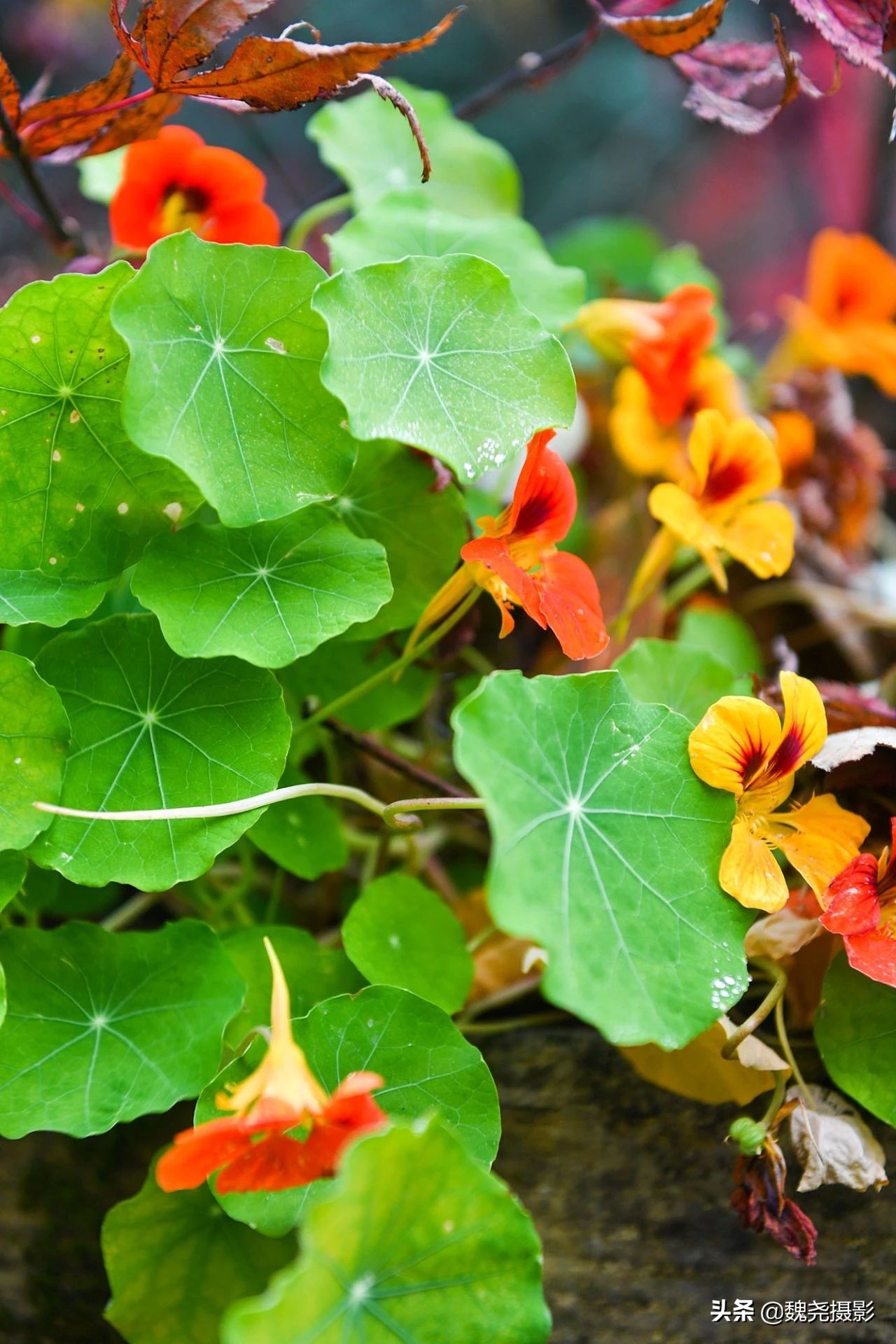留坝秦岭之夜,留坝秦岭森林公园
