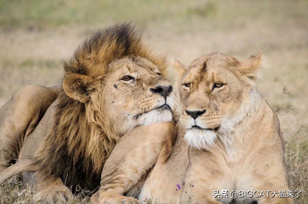精子异常，雄狮不得不和母亲女儿交配，这个狮群深陷*亲近**繁殖困境
