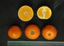 柑橘新优优缺点,设施柑橘新品种优缺点