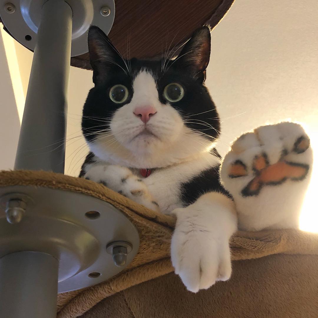 猫咪高冷不粘人见人就跑,猫咪高冷表现很淡定自如