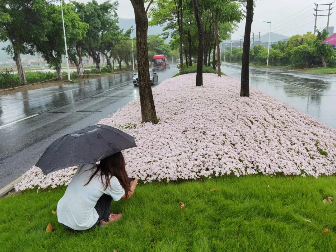 风雨兰的惊艳,风雨兰花开花