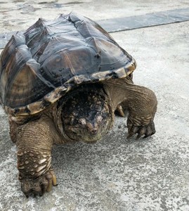 北美鳄算大鳄龟还是算小鳄龟,大鳄龟和北美鳄龟的区别