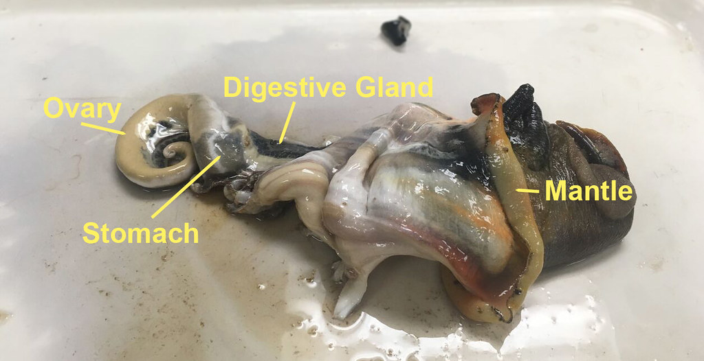 海螺的尾部到底是黄还是屎,海螺尾部是黄便吗