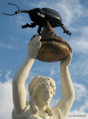 知己知彼,帮你制服身世煊赫的偷米贼——“米象”。