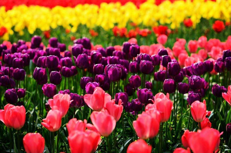 各国国花颜值巅峰,世界各国国花欣赏