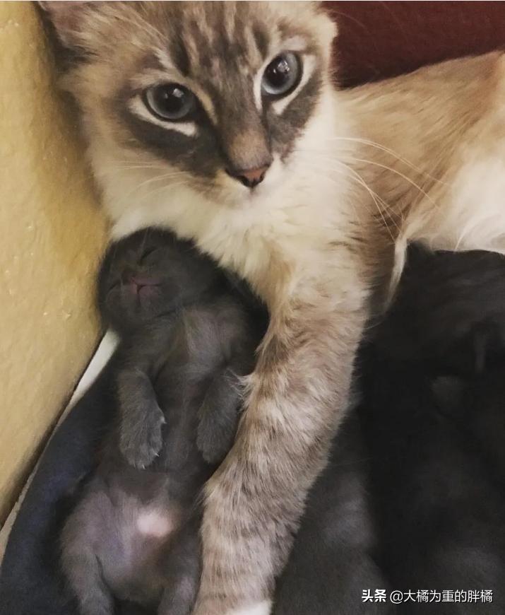 流浪猫躲入家中希望被收养,流浪猫被人喂了还能自己吃吗