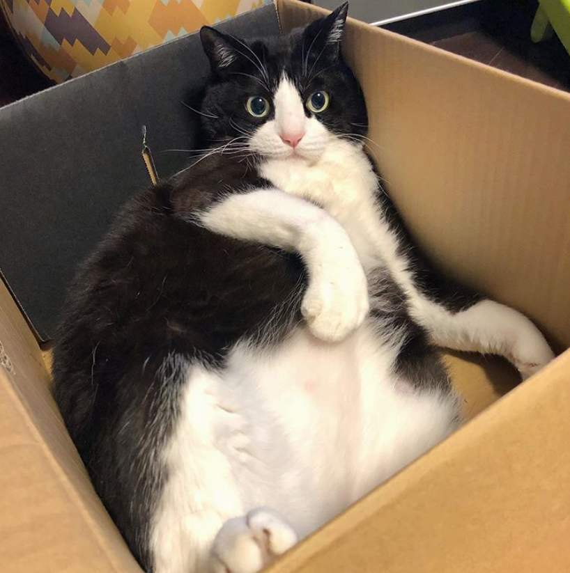 当猫咪让你摸这“5个部位”，证明它悄悄爱上你了