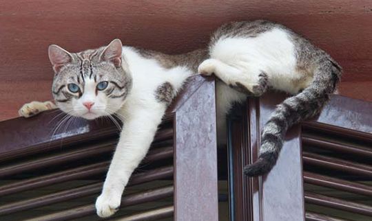 为什么猫咪不愿意睡在纸箱子里,猫咪为什么不睡猫窝要睡床