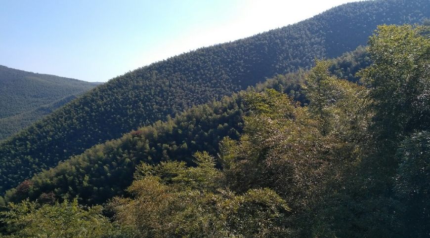 风景秀丽的宜兴竹海,漫步竹林呼吸大自然的清新