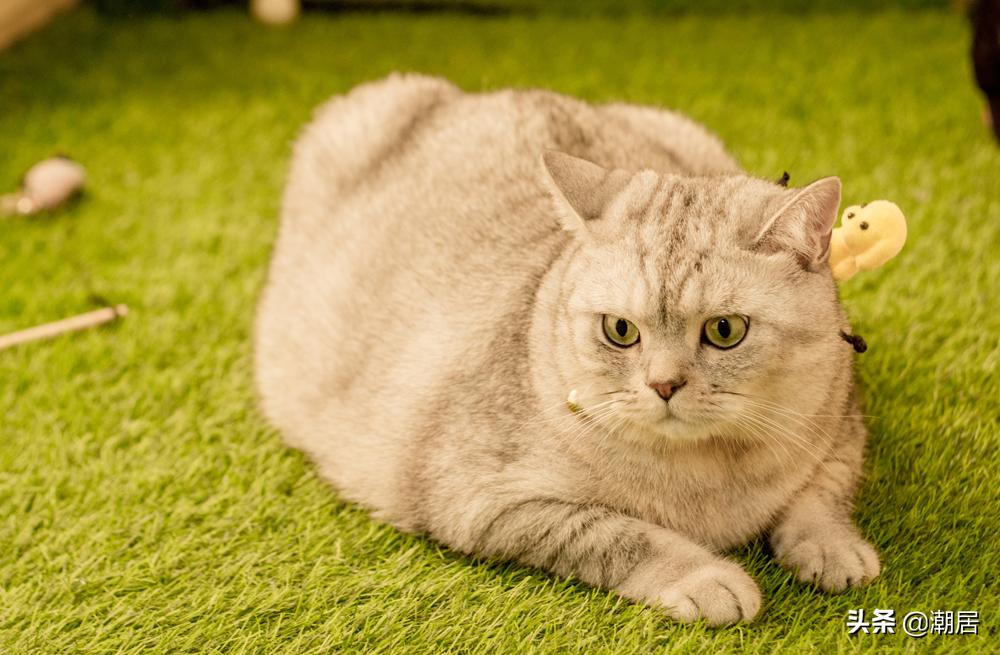 猫咪怎么吃得胖,猫猫太瘦怎么给它补充营养