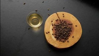 正宗青稞茶,怎么加工青稞茶好喝