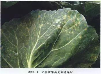 青霉病属于灰霉病还是软腐病,蔬菜霜霉灰霉病克星