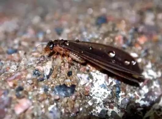 柑橘12月有什么病害虫害,柑橘全年病害虫害最新防治方法