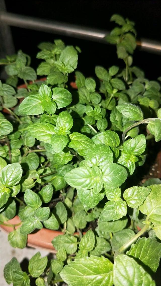 水养薄荷发黄发蔫用什么办法,薄荷水培生根前发蔫