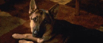 怎么才算纯种泰迪狗呢图片,纯种狗和非纯种狗的区别哪个好