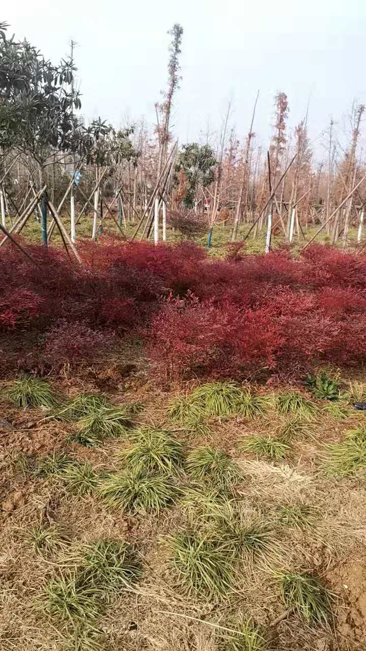 洛阳适合带孩子玩的公园,洛阳室外春游