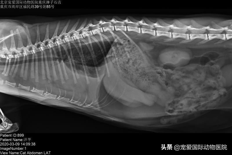 猫传腹治好了还会传染给其他猫吗,猫传腹打441见效后会一直变好吗