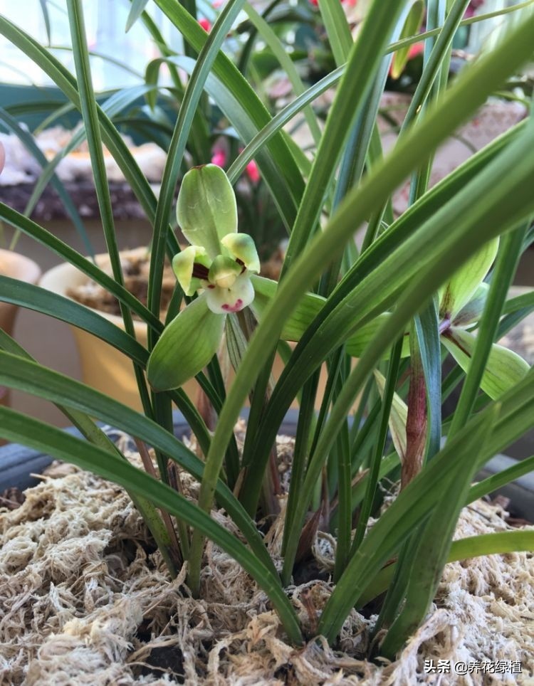 春兰怎么养又粗又好看,春兰哪种好养