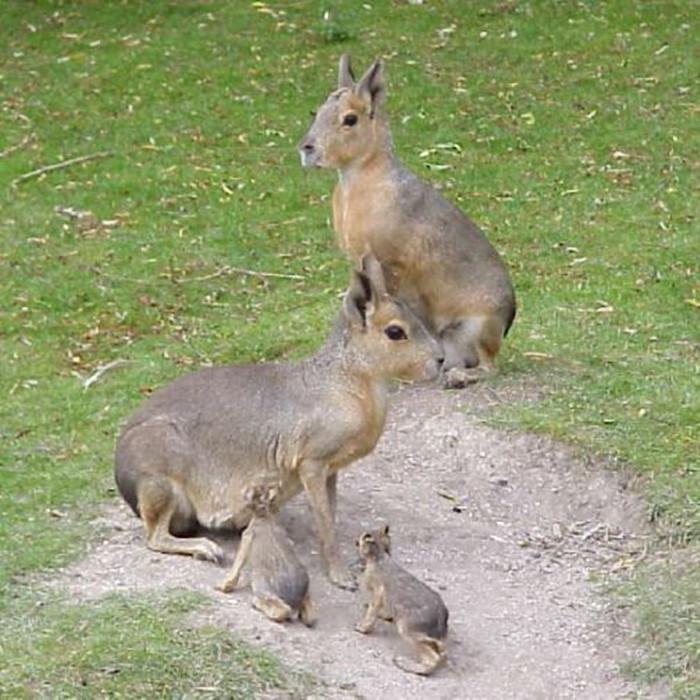 动物界一生一夫一妻制的动物,坚守一夫一妻