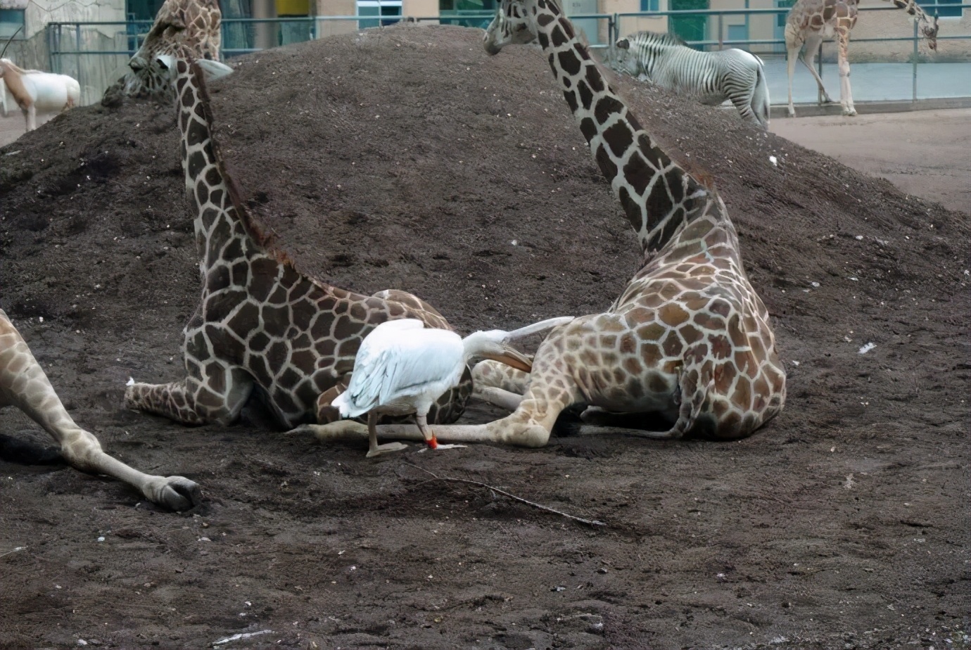 鹈鹕的网红之路：万物皆可吞,万物皆可吞的鹈鹕