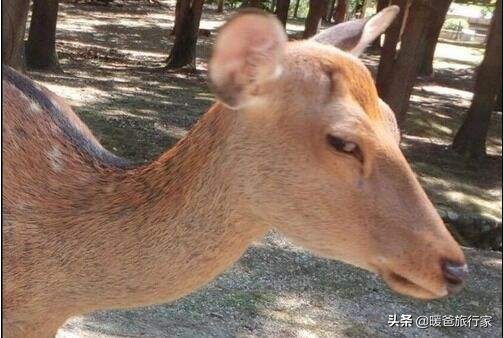 奈良旅行攻略,奈良寻鹿完整版视频